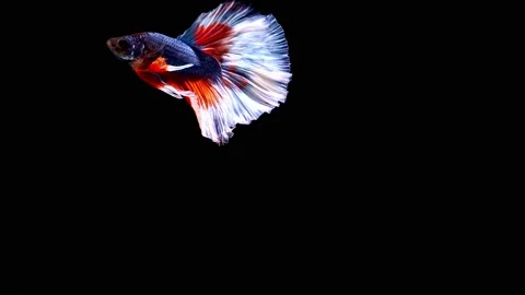 Siamese fighting fish (Betta splendens) Stock Footage 147001452
