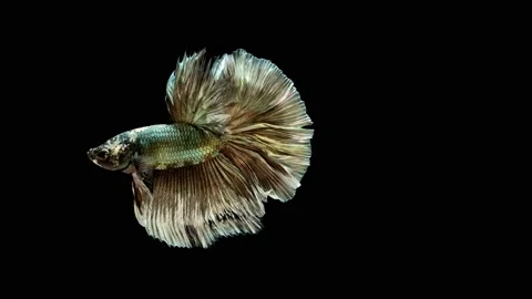 Siamese fighting fish (Betta splendens) Stock Footage 147001471