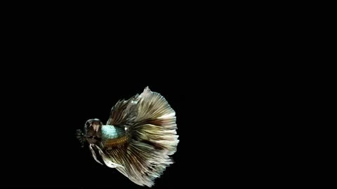 Siamese fighting fish (Betta splendens) Stock Footage 147001589
