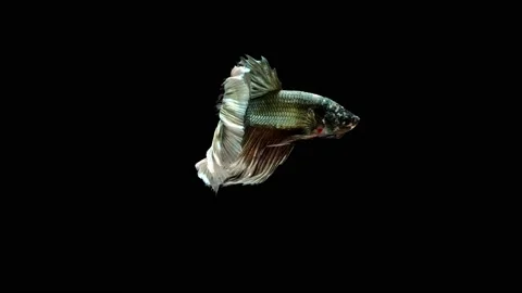 Siamese fighting fish (Betta splendens) Stock Footage 147001767