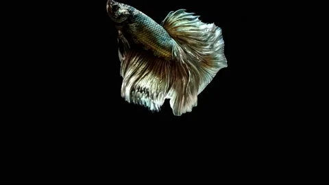 Siamese fighting fish (Betta splendens) Stock Footage 147001808