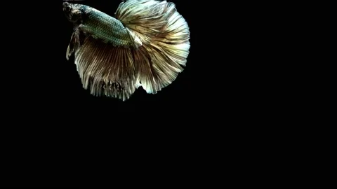 Siamese fighting fish (Betta splendens) Stock Footage 147001834