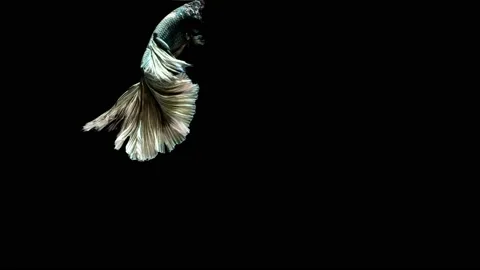 Siamese fighting fish (Betta splendens) Stock Footage 147001903