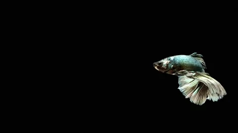 Siamese fighting fish (Betta splendens) Stock Footage 147001958