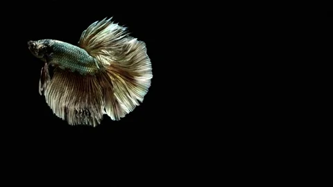 Siamese fighting fish (Betta splendens) Stock Footage 147002006