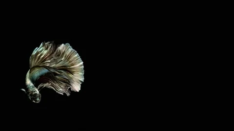 Siamese fighting fish (Betta splendens) Stock Footage 147002050