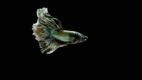 Siamese fighting fish (Betta splendens) Stock Footage 147002188