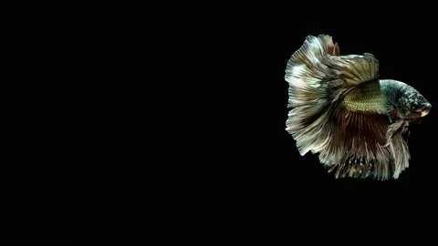 Siamese fighting fish (Betta splendens) Stock Footage 147002217