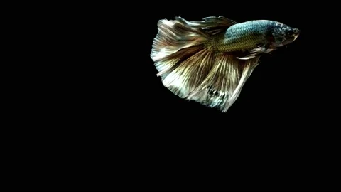 Siamese fighting fish (Betta splendens) Stock Footage 147002266