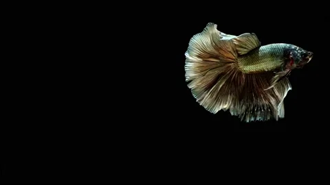 Siamese fighting fish (Betta splendens) Stock Footage 147002326
