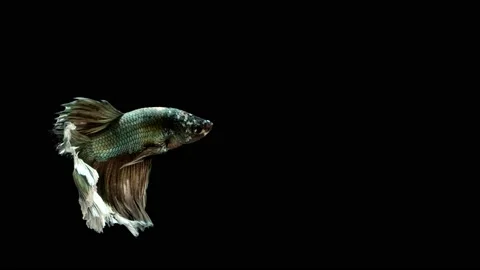 Siamese fighting fish (Betta splendens) Stock Footage 147002367