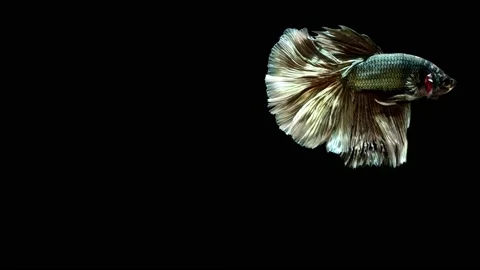 Siamese fighting fish (Betta splendens) Stock Footage 147002490