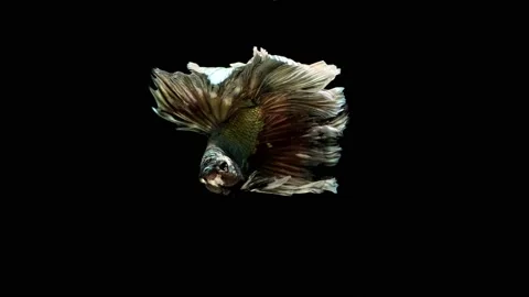 Siamese fighting fish (Betta splendens) Stock Footage 147002548