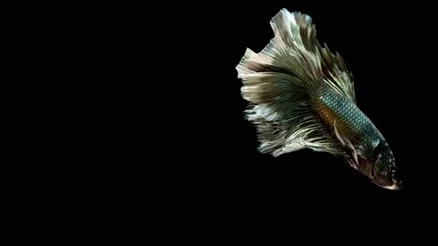 Siamese fighting fish (Betta splendens) Stock Footage 147002617