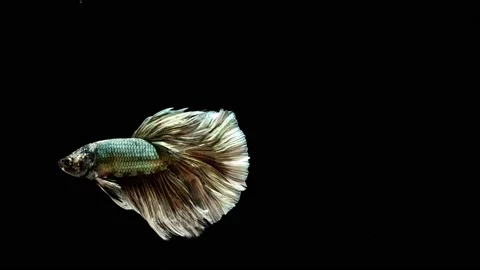 Siamese fighting fish (Betta splendens) Stock Footage 147002630