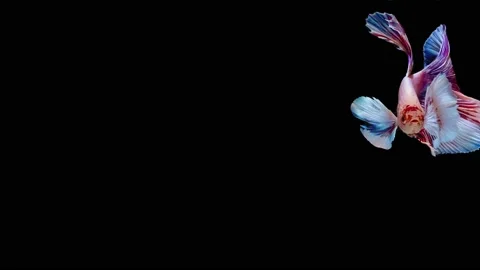 Siamese fighting fish (Betta splendens) Stock Footage 147002668