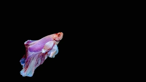 Siamese fighting fish (Betta splendens) Stock Footage 147002682