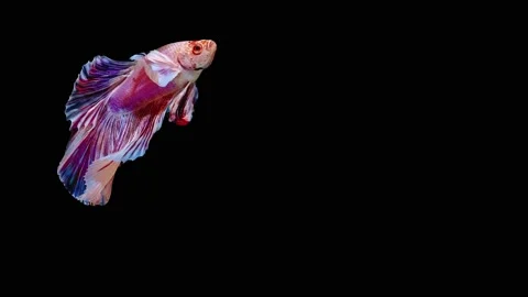 Siamese fighting fish (Betta splendens) Stock Footage 147002710