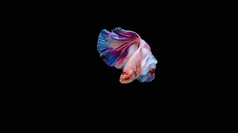 Siamese fighting fish (Betta splendens) Stock Footage 147002743