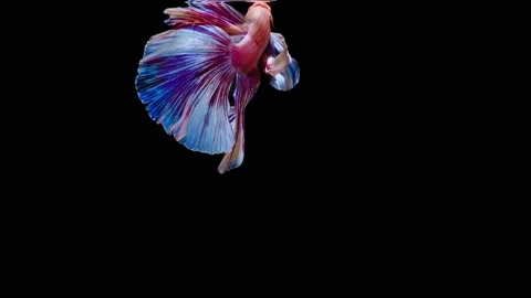 Siamese fighting fish (Betta splendens) Stock Footage 147002907