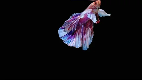 Siamese fighting fish (Betta splendens) Stock Footage 147002930