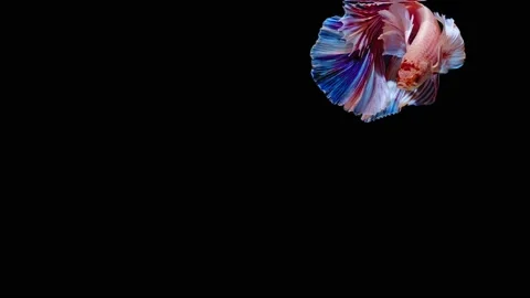 Siamese fighting fish (Betta splendens) Stock Footage 147003062