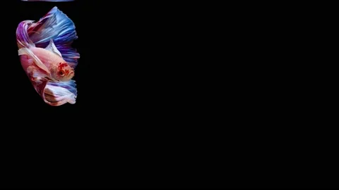 Siamese fighting fish (Betta splendens) Stock Footage 147003398