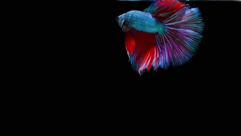 Siamese fighting fish (Betta splendens) Stock Footage 152272038