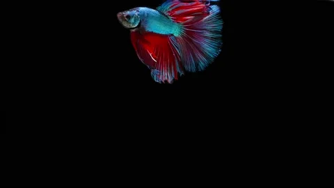 Siamese fighting fish (Betta splendens) Stock Footage 152272040