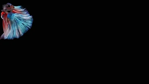Siamese fighting fish (Betta splendens) Stock Footage 152272060