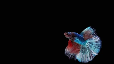Siamese fighting fish (Betta splendens) Stock Footage 152272078