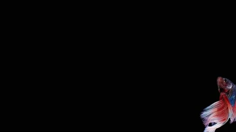 Siamese fighting fish (Betta splendens) Stock Footage 152272110