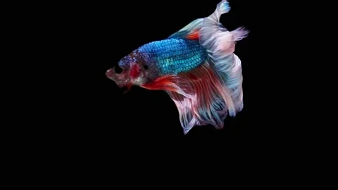 Siamese fighting fish (Betta splendens) Stock Footage 152272120
