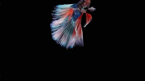 Siamese fighting fish (Betta splendens) Stock Footage 152272126