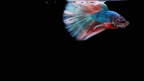 Siamese fighting fish (Betta splendens) Stock Footage 152272138