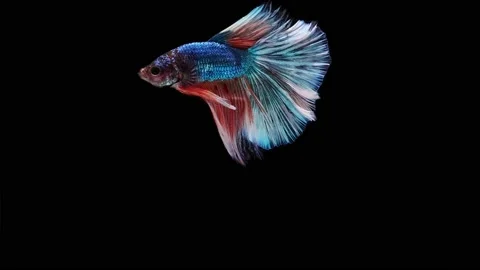 Siamese fighting fish (Betta splendens) Stock Footage 152272146
