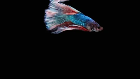 Siamese fighting fish (Betta splendens) Stock Footage 152272154
