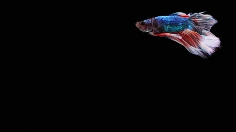 Siamese fighting fish (Betta splendens) Stock Footage 152272167