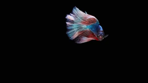 Siamese fighting fish (Betta splendens) Stock Footage 152272184