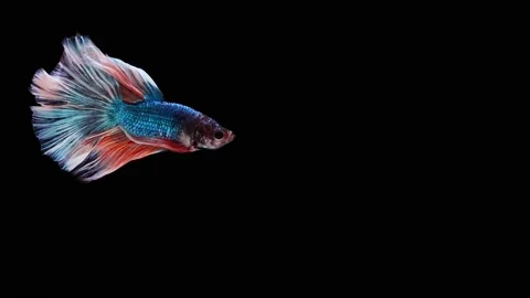 Siamese fighting fish (Betta splendens) Stock Footage 152272191
