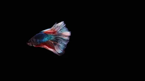 Siamese fighting fish (Betta splendens) Stock Footage 152272195
