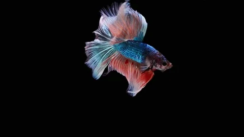 Siamese fighting fish (Betta splendens) Stock Footage 152272218