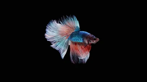 Siamese fighting fish (Betta splendens) Stock Footage 152272253