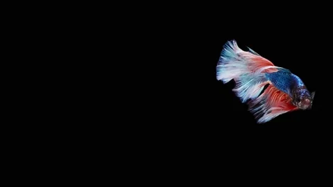 Siamese fighting fish (Betta splendens) Stock Footage 152272266