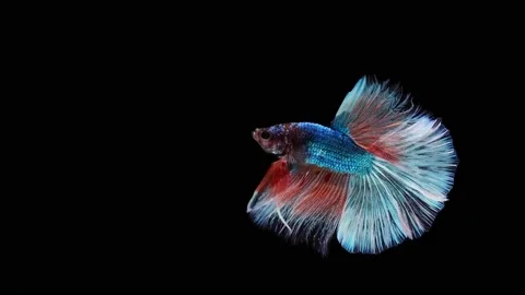 Siamese fighting fish (Betta splendens) Stock Footage 152272279