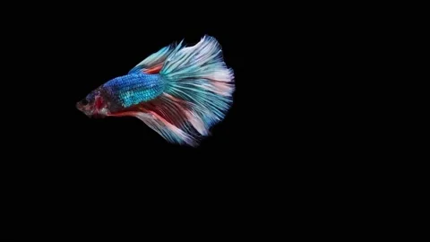 Siamese fighting fish (Betta splendens) Stock Footage 152272304