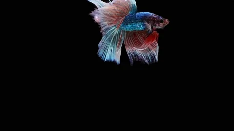 Siamese fighting fish (Betta splendens) Stock Footage 152272315
