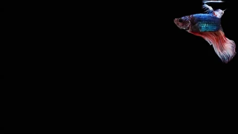 Siamese fighting fish (Betta splendens) Stock Footage 152272320