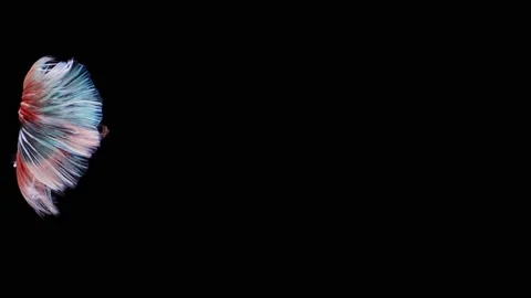 Siamese fighting fish (Betta splendens) Stock Footage 152272333