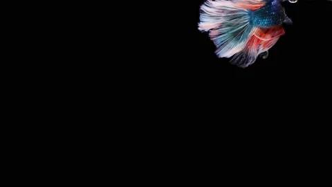 Siamese fighting fish (Betta splendens) Stock Footage 152272338